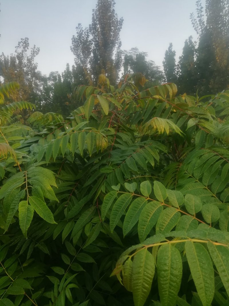 红油香椿苗