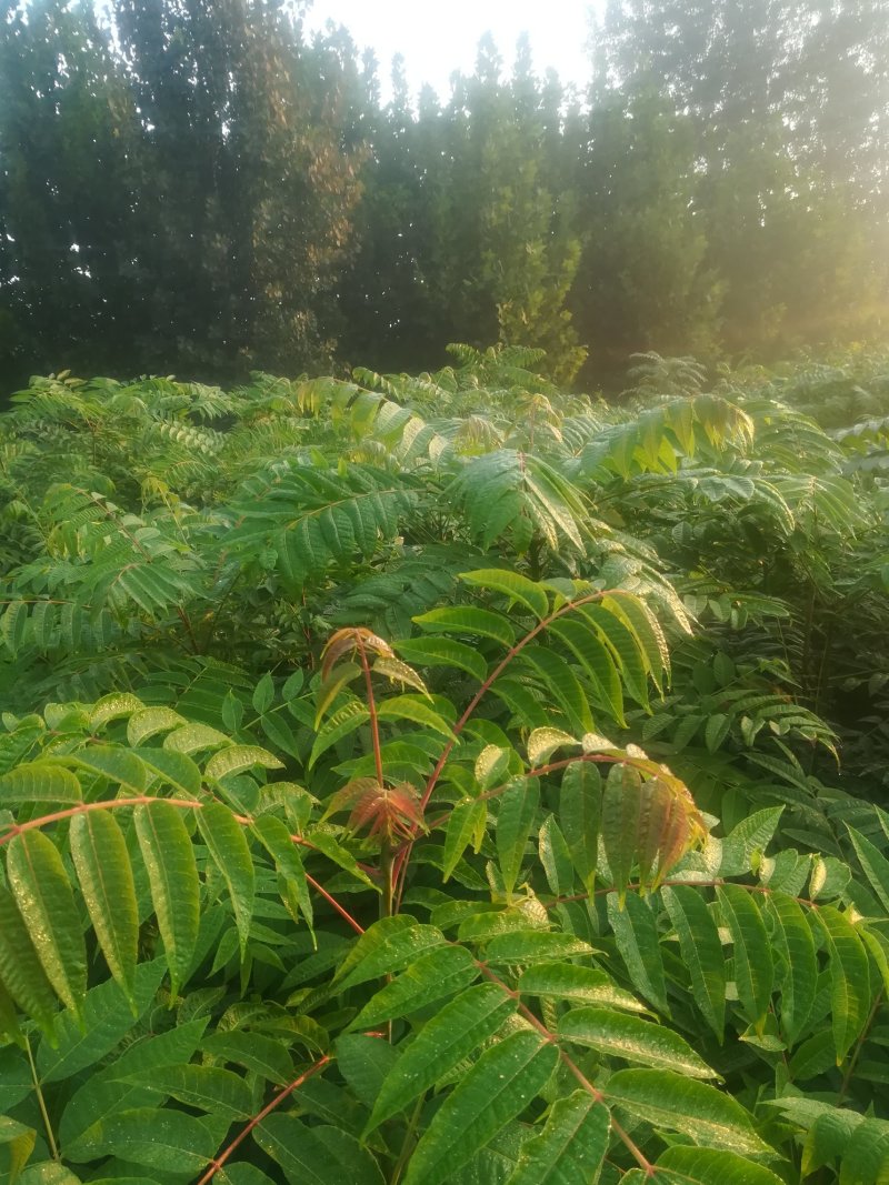 红油香椿苗