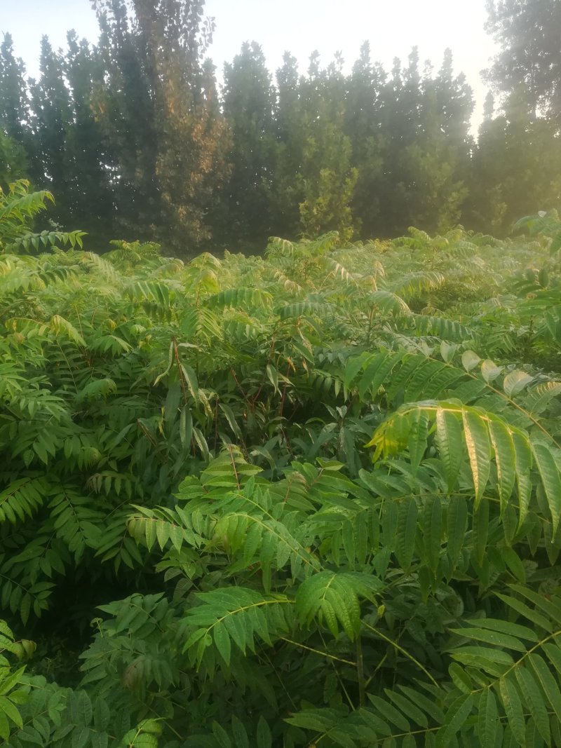 红油香椿苗