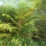 红油香椿苗