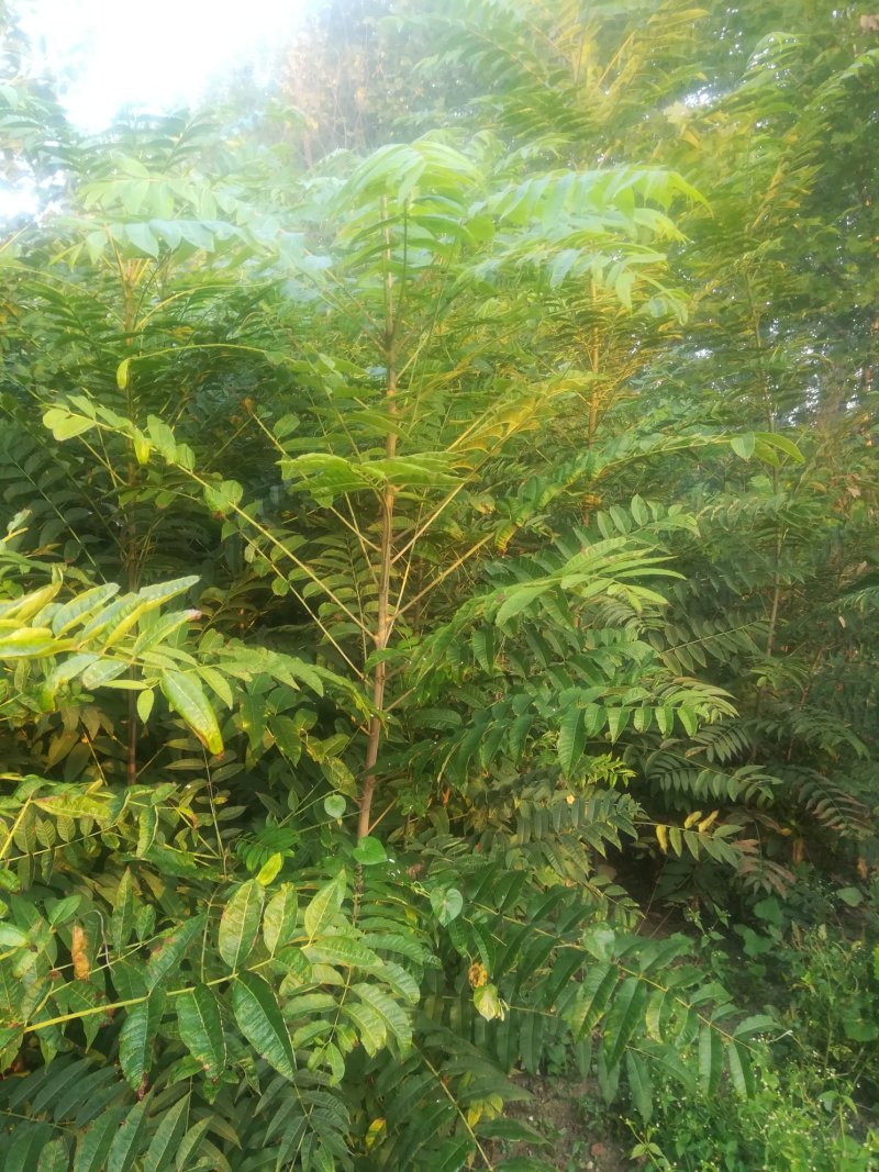 红油香椿苗