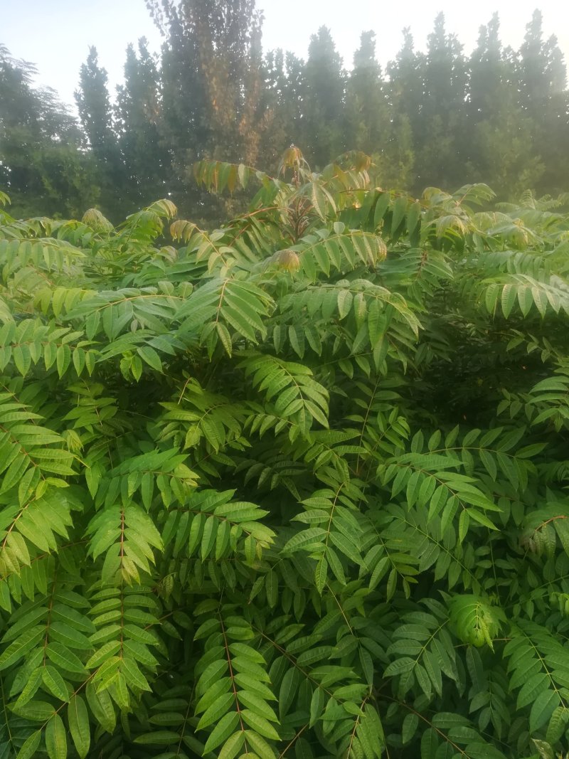 红油香椿苗
