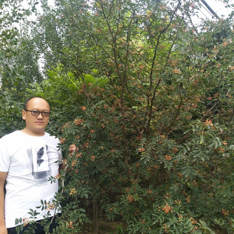 花椒苗嫁接无刺花椒苗，大红袍花椒苗，狮子头，保证品种