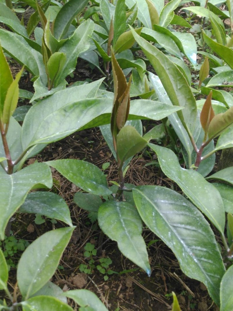 密多萝（布福娜，黑老虎）一年苗