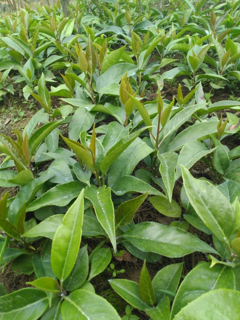 密多萝（布福娜，黑老虎）一年苗