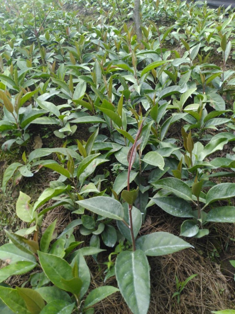 密多萝（布福娜，黑老虎）一年苗