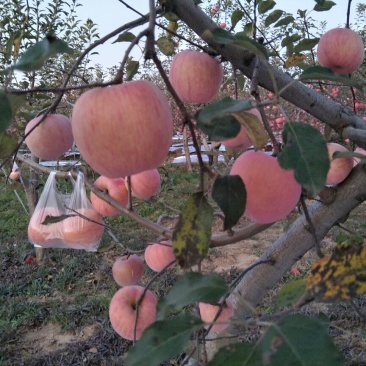 红富士苹果
