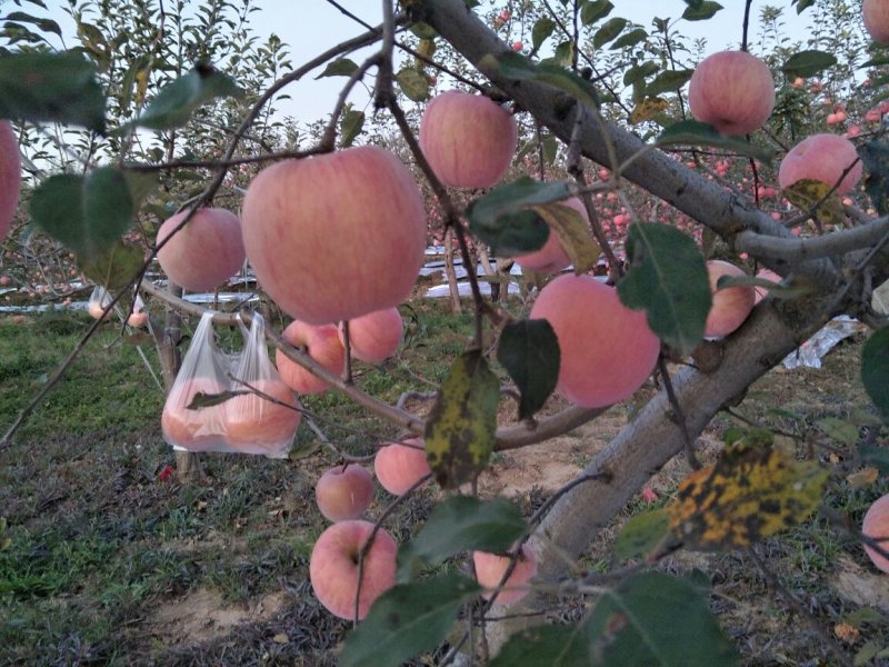 红富士苹果