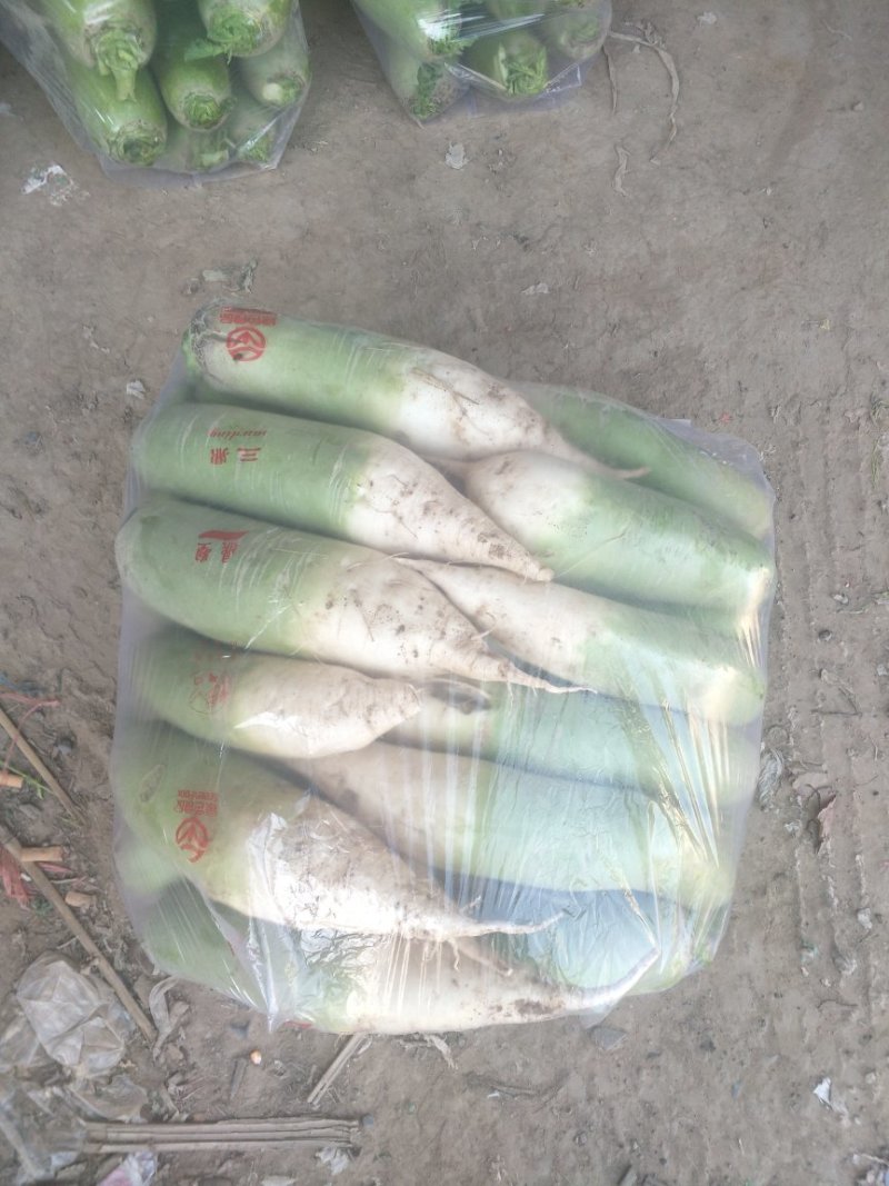 青萝卜精品货产地直供，质优价廉，提供一条龙服务