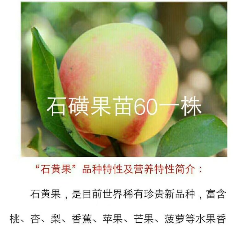 石黄果桃树苗，桃树苗。河南桃树苗。自家苗圃培育。