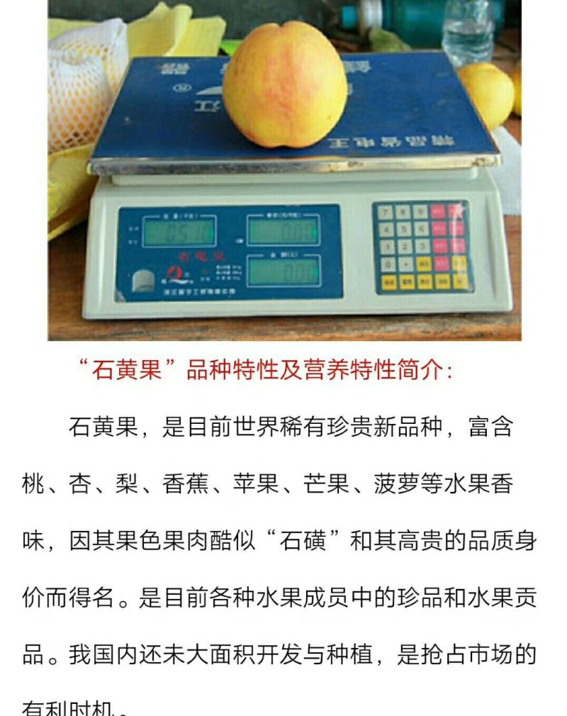 石黄果桃树苗，桃树苗。河南桃树苗。自家苗圃培育。