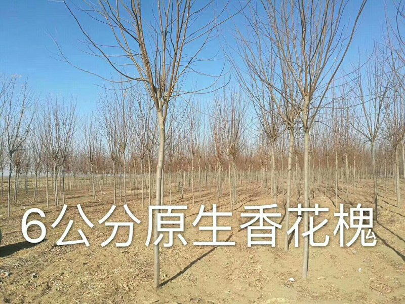 香花槐1~2米8~10cm8~10cm
