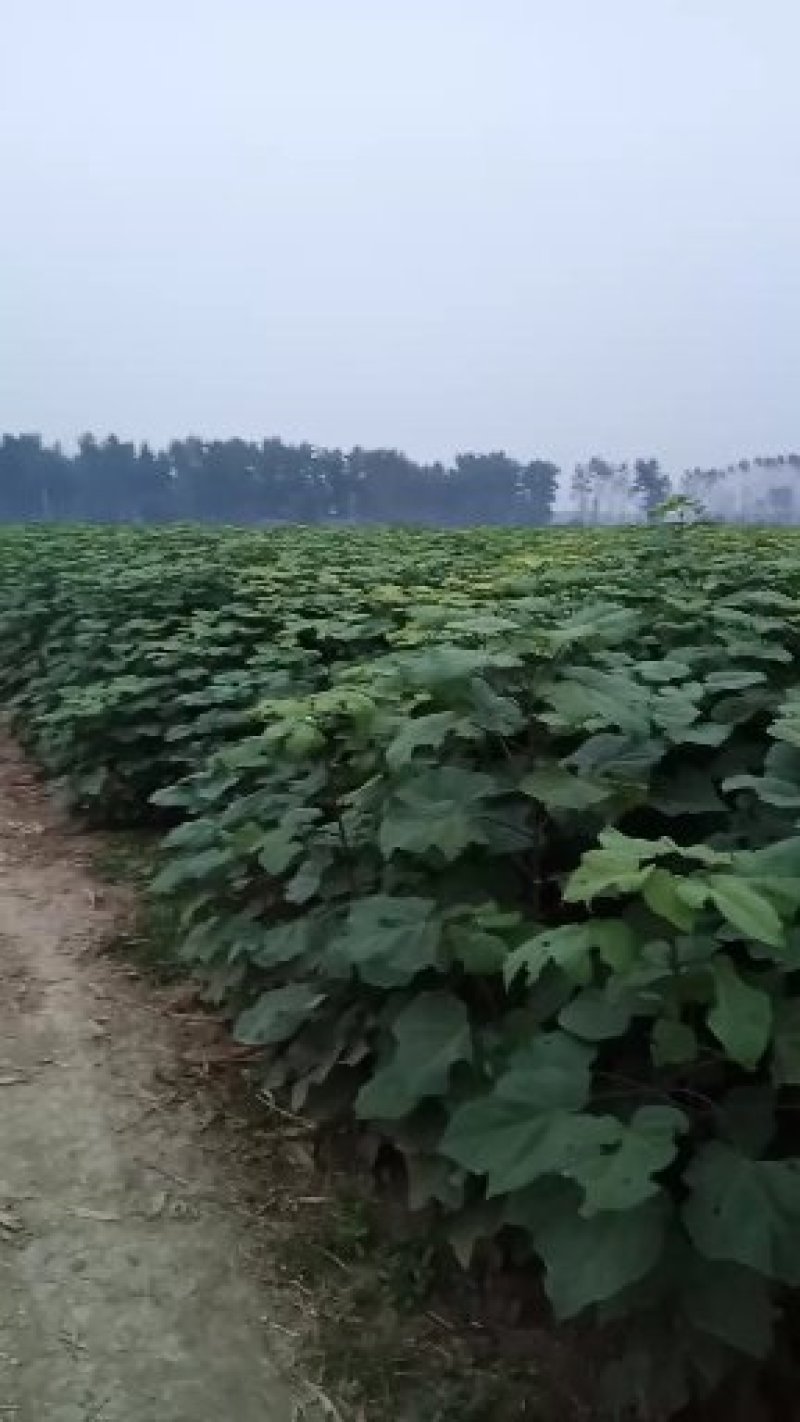 梓树苗
