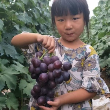 藤稔葡萄苗《包品种、包成活、包质量》