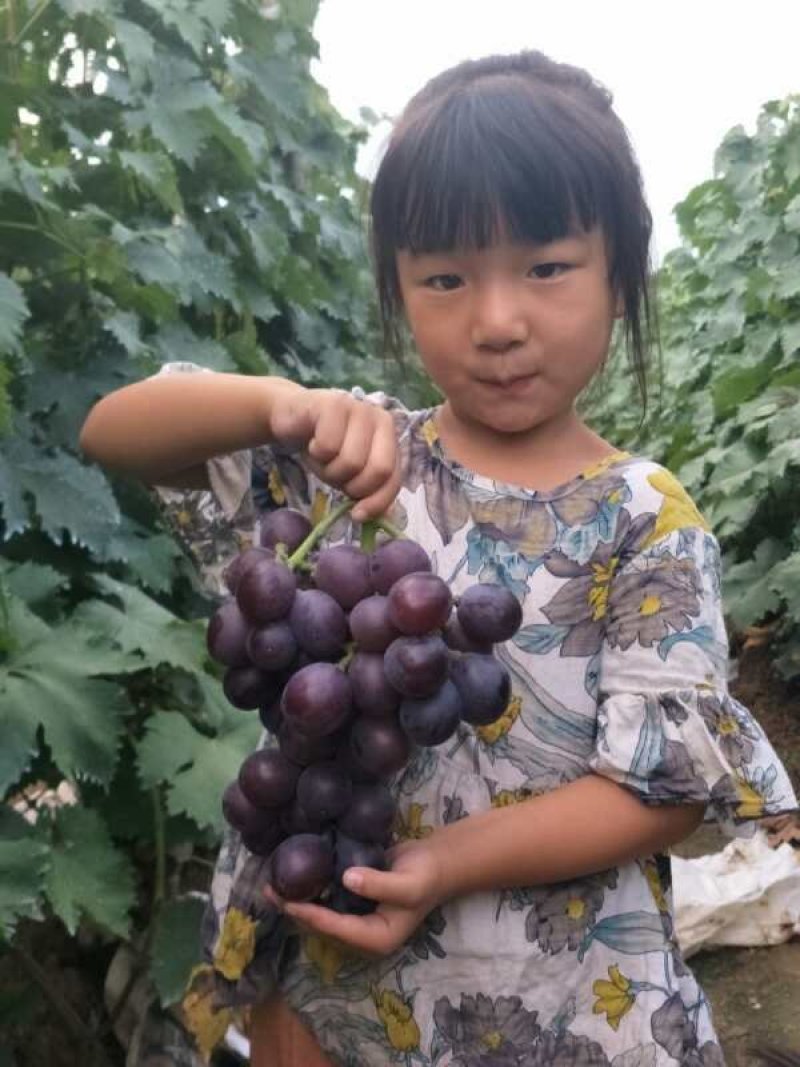 藤稔葡萄苗《包品种、包成活、包质量》