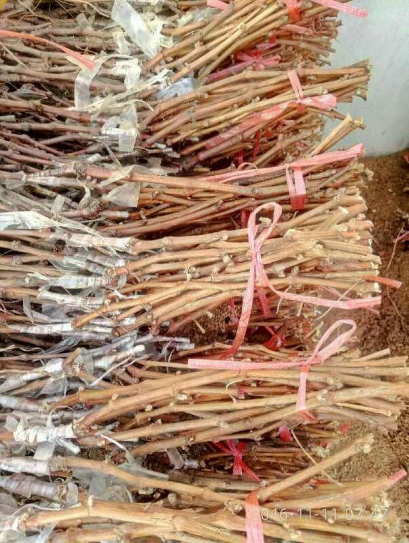 藤稔葡萄苗《包品种、包成活、包质量》