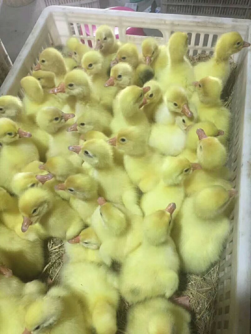 鸡鸭鹅苗，出售