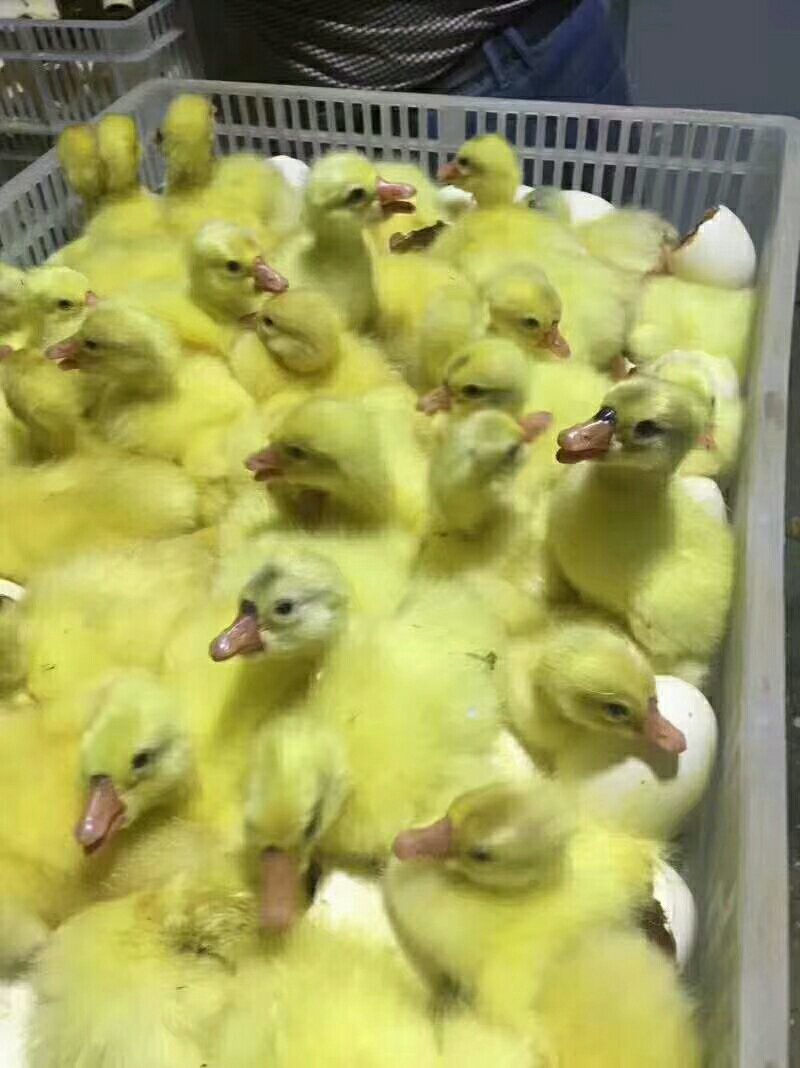 鸡鸭鹅苗，出售