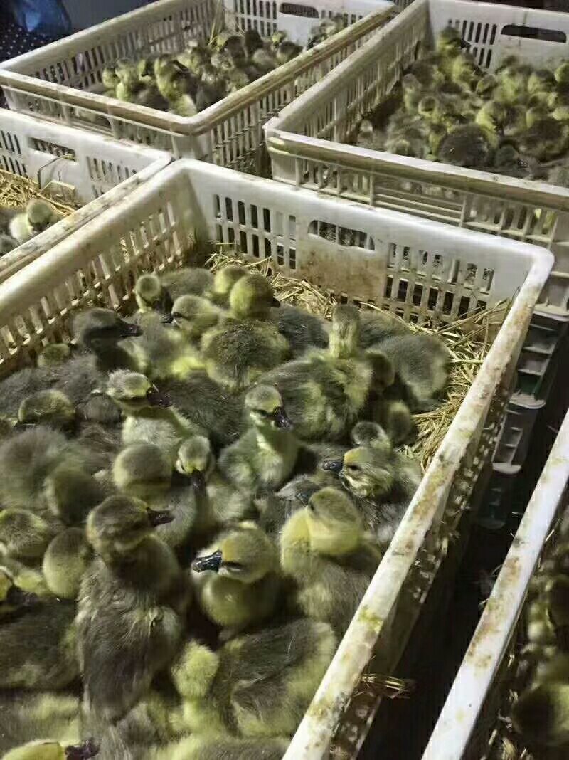 鸡鸭鹅苗，出售