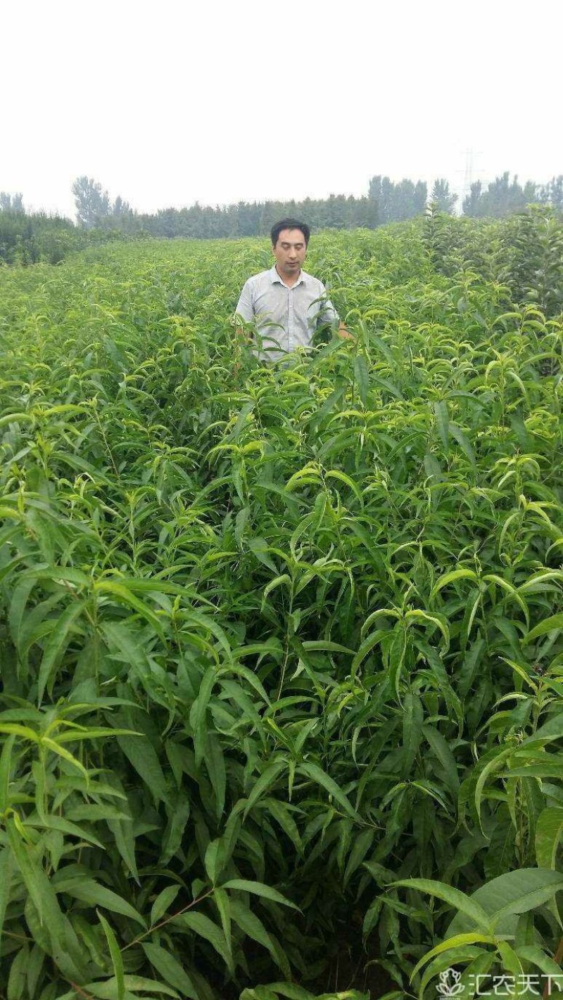 桃树苗，苗圃批发各种果树苗，品种齐全，提供免费技术服务