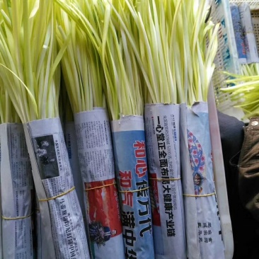 精品韭黄