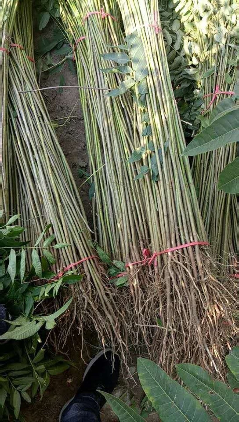 红油香椿树