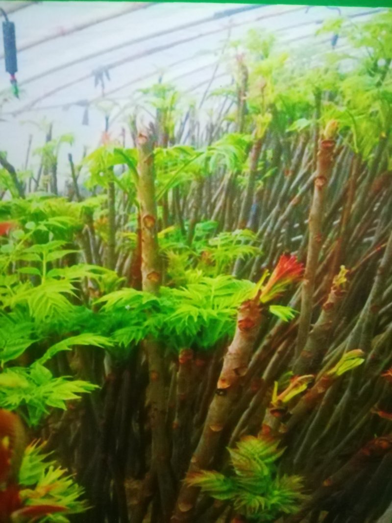 红油香椿树