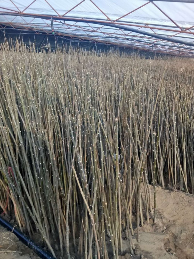 红油香椿树