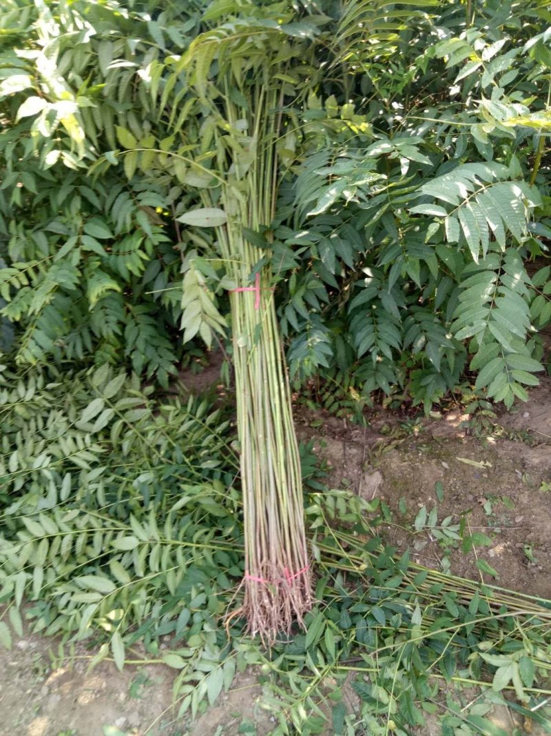红油香椿树