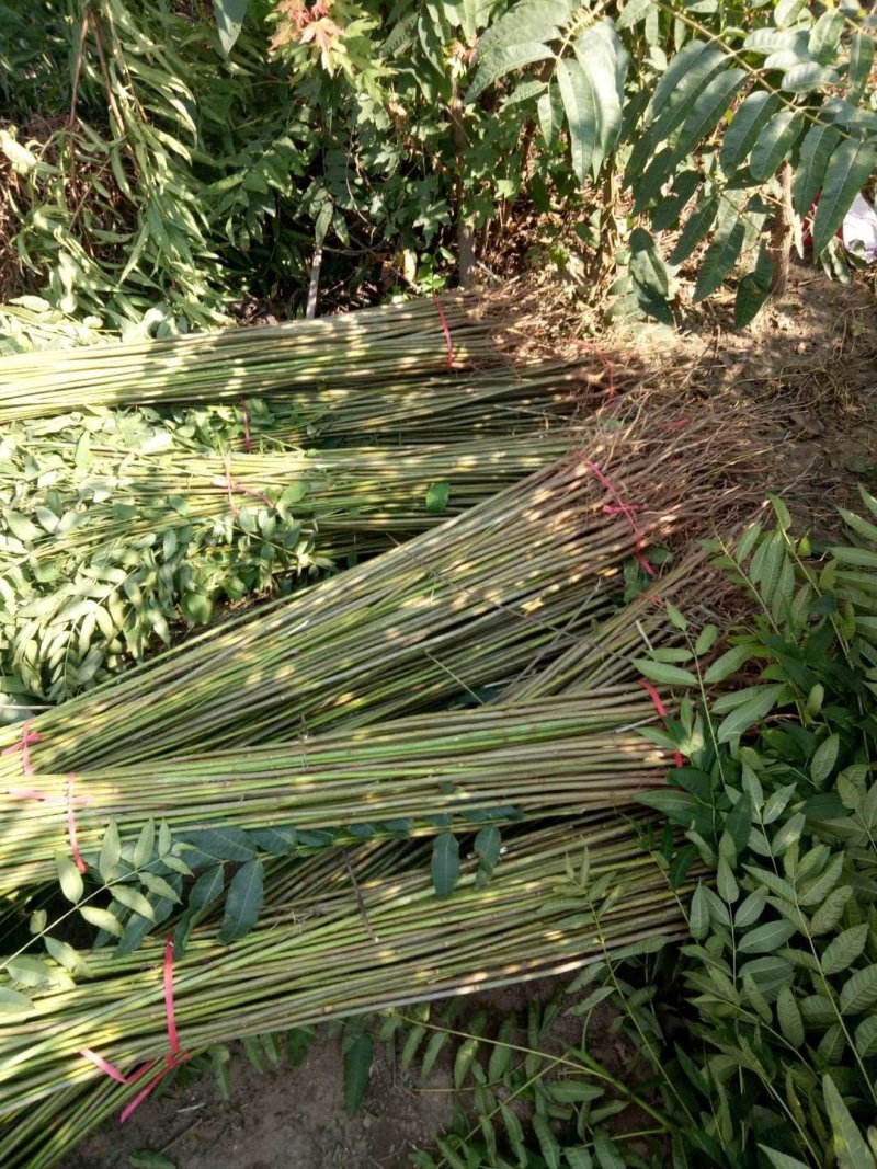 红油香椿树