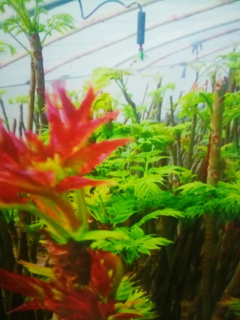 红油香椿树