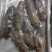各种档次海参直供，一手货源，量大价优，还有工厂加工残次参