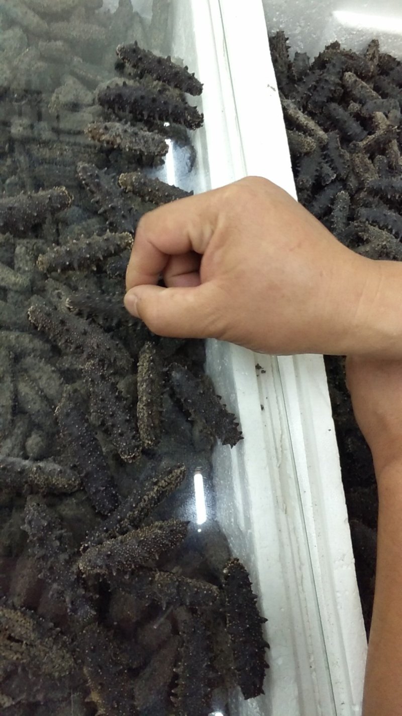 各种档次海参直供，一手货源，量大价优，还有工厂加工残次参