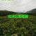 北冰红葡萄苗基地直发。价格低。成活率高。服务好量大优惠。