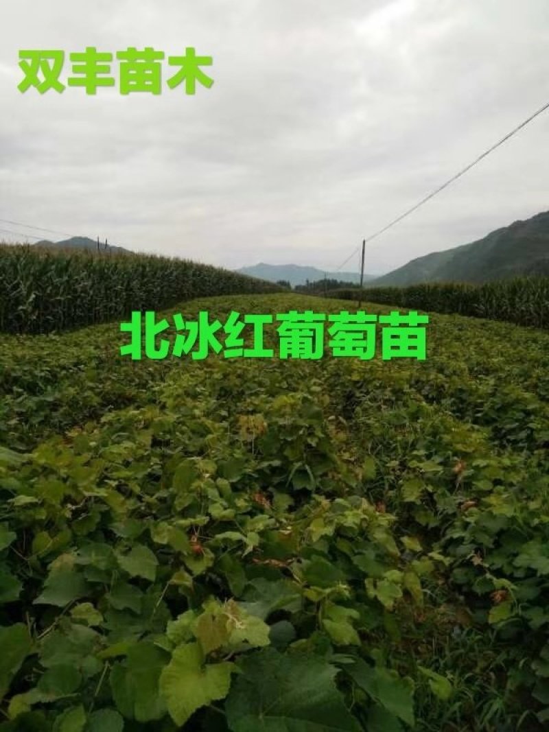 北冰红葡萄苗基地直发。价格低。成活率高。服务好量大优惠。