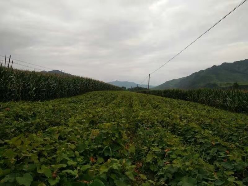 北冰红葡萄苗基地直发。价格低。成活率高。服务好量大优惠。