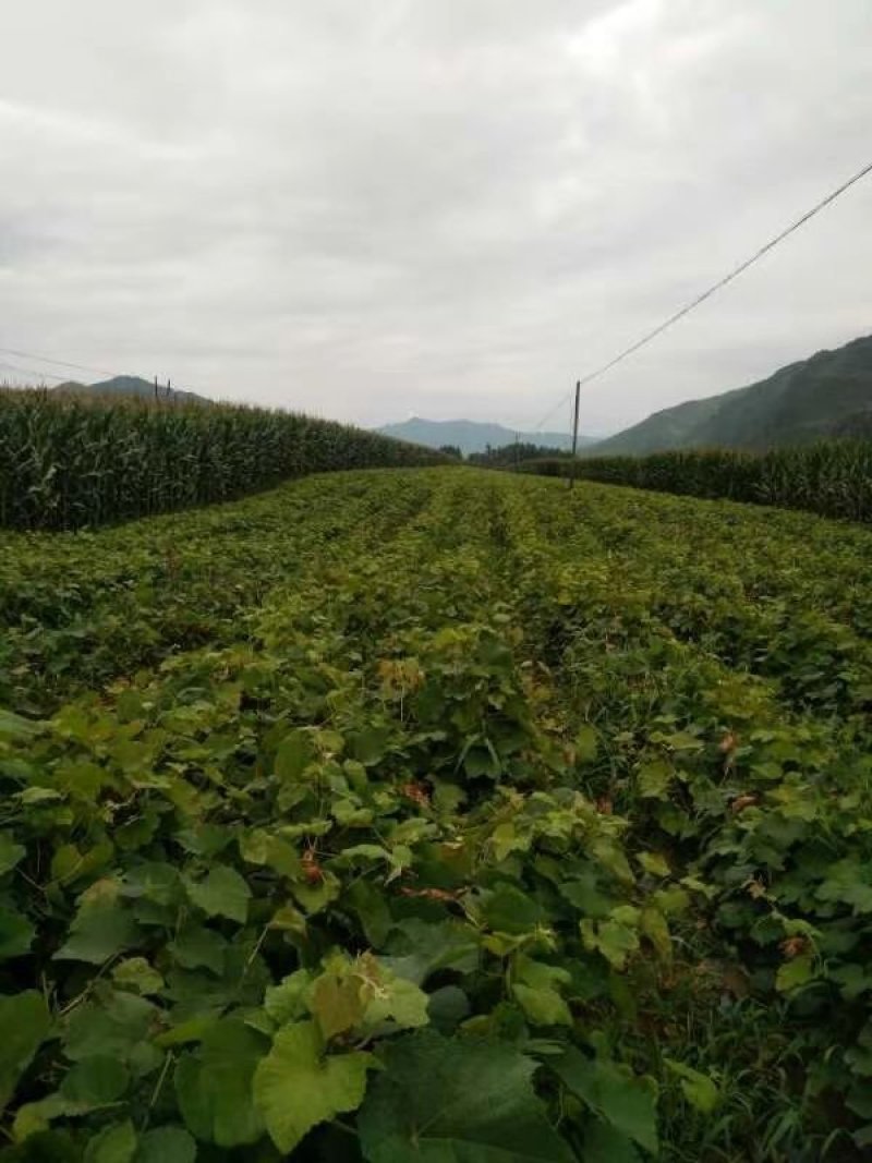 北冰红葡萄苗基地直发。价格低。成活率高。服务好量大优惠。