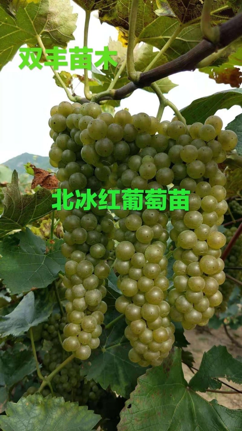 北冰红葡萄苗基地直发。价格低。成活率高。服务好量大优惠。