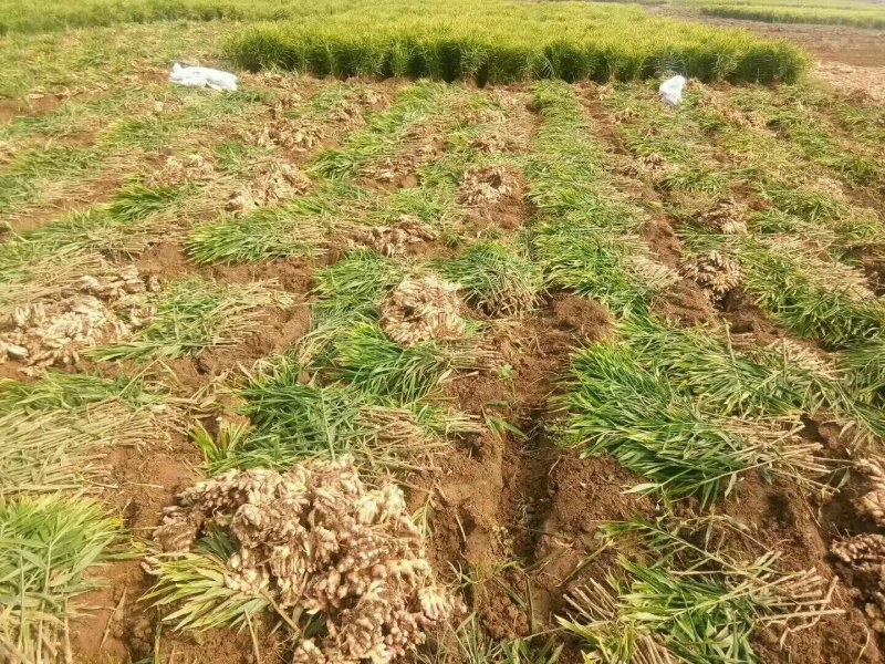 【小黄姜】山东生姜只做品质产地直发价格真实