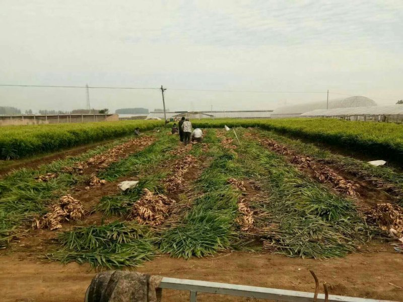 【小黄姜】山东生姜只做品质产地直发价格真实