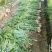 【小黄姜】山东生姜只做品质产地直发价格真实