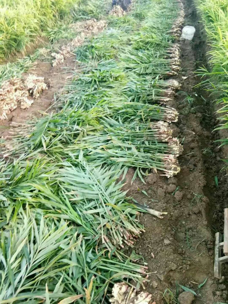 【小黄姜】山东生姜只做品质产地直发价格真实