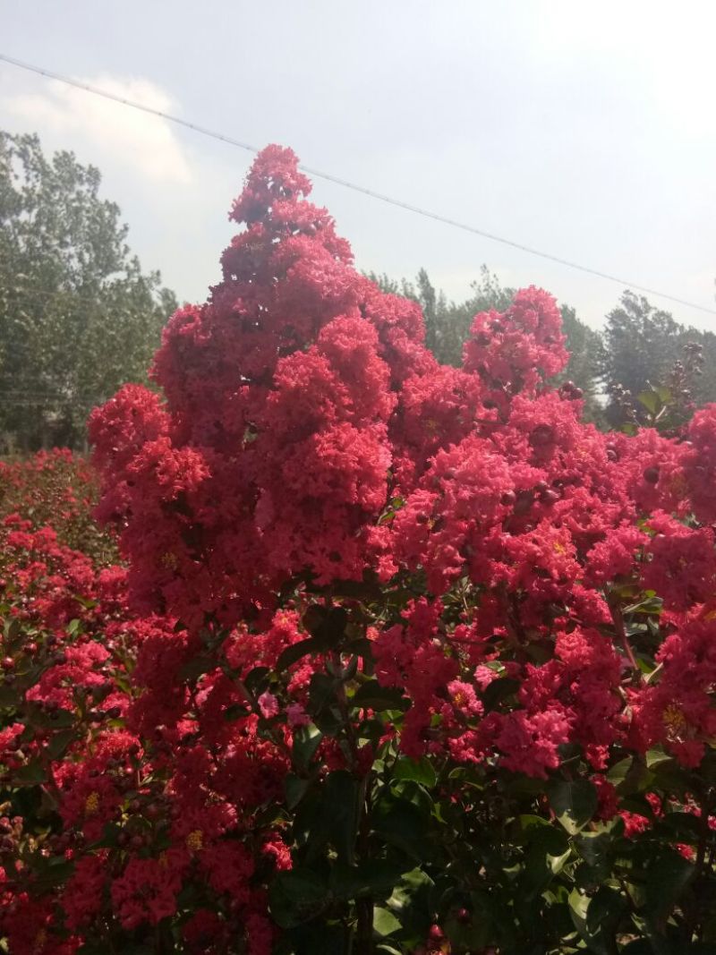 阳光樱花，大渔樱，河津樱，美国三红紫薇造型
