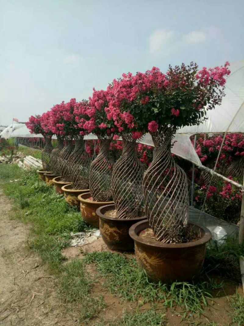 阳光樱花，大渔樱，河津樱，美国三红紫薇造型