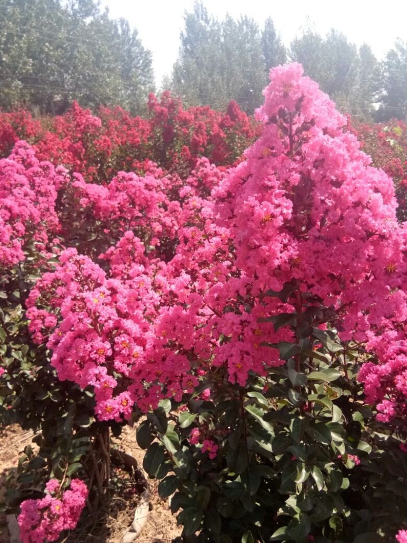 阳光樱花，大渔樱，河津樱，美国三红紫薇造型