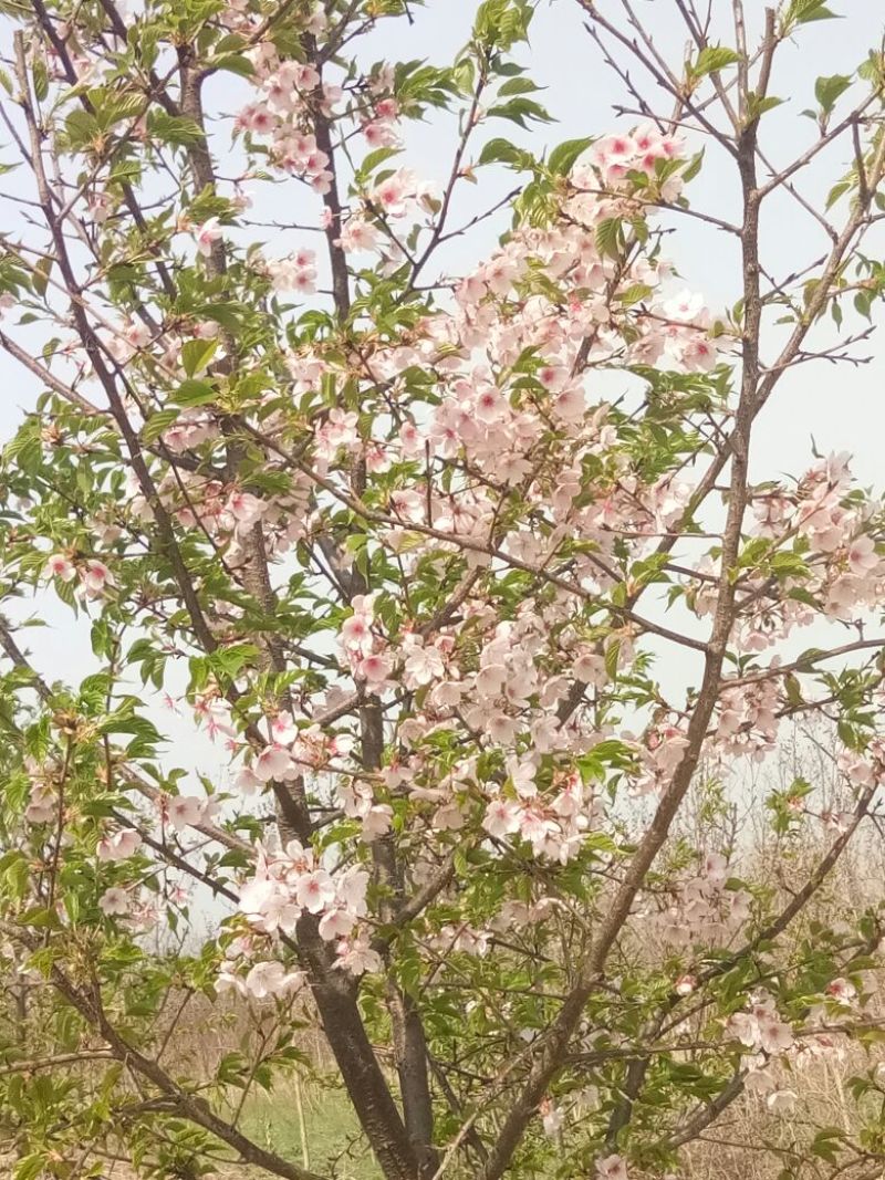 阳光樱花，大渔樱，河津樱，美国三红紫薇造型