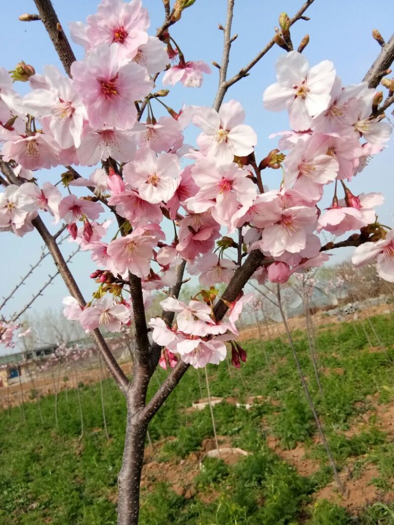 阳光樱花，大渔樱，河津樱，美国三红紫薇造型