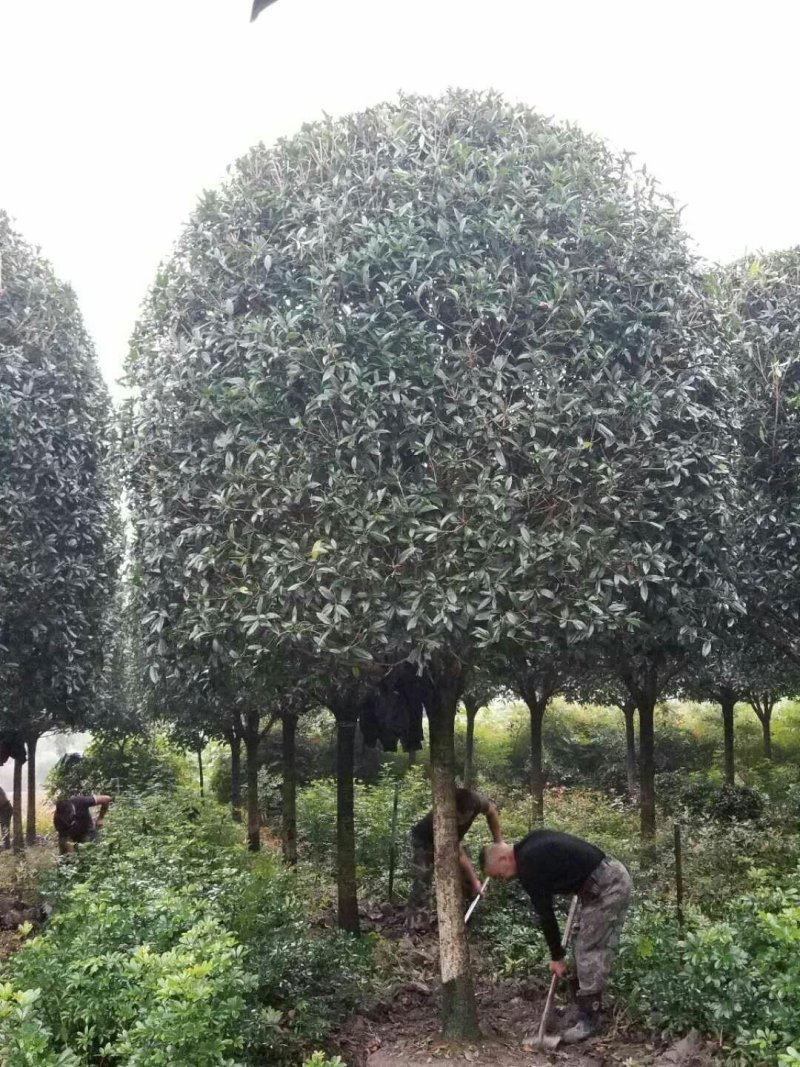 西南桂花基地，12公分精品桂花