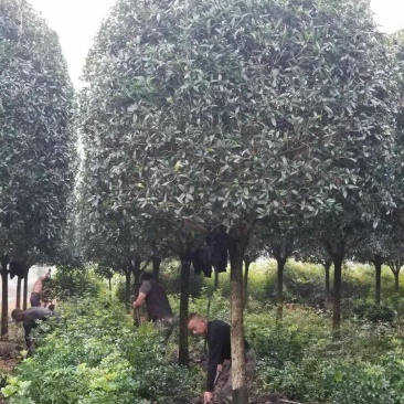 西南桂花基地，12公分精品桂花