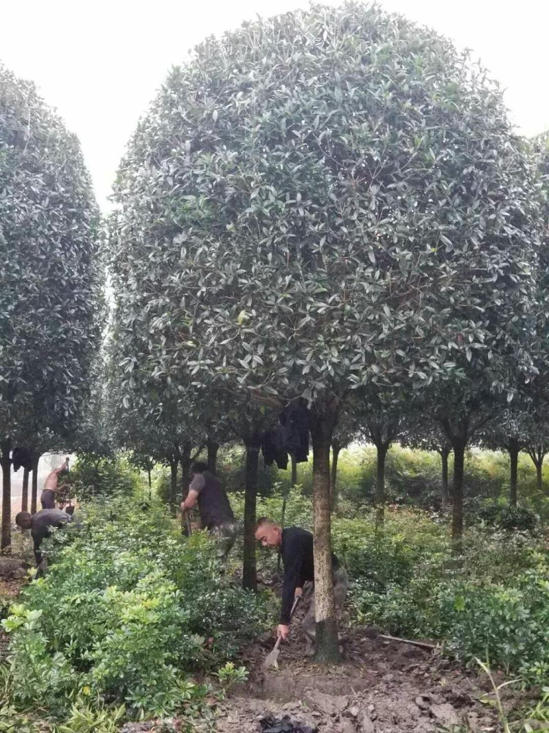 西南桂花基地，12公分精品桂花